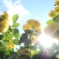 shine