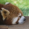 春眠暁を覚えず