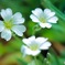 なんかのお花