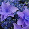 紫陽花