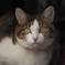 cat_24
