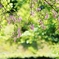 　花酔い