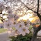 公園の桜