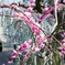 梅の花って綺麗