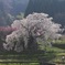夜桜