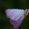 雨に打たれて