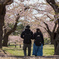 桜の祝福