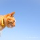 猫様*