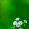 道端の花