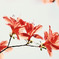 花模様