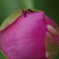蜜を求めて