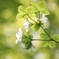 山笑う、5月  ❁シロヤシオ❁
