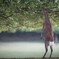 deer lineができるわけ