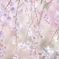sakura❀