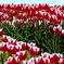 0R3A2166.-5jpg
