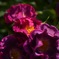 花フェスタ記念公園3