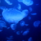 加茂水族館