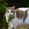 吾輩は猫である、ニャー # 79