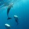 dolphin