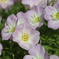 路傍の花　その１