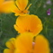 路傍の花　その３