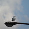 街燈の上の鳥