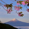 雲海と残り桜
