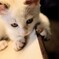 しろこねこ