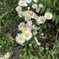 小さな花