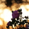 淡い夕日と薔薇