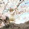猫と桜