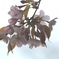 花かざり