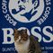 BOSS猫