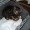 mie&rin1