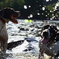 dog run