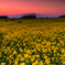 夕暮れの菜の花畑