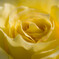 yellow race