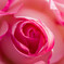 the rose