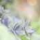 アンティークカラーの紫陽花