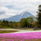 富士芝桜まつり