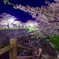 夜桜を初撮影 7D/シグマ10-20mm
