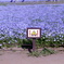IMGP3005r
