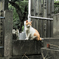 猫撮り散歩1987