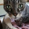 ねこ