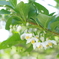 外交官の家 端午の節句 白い小さな可愛い花