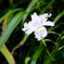 お花
