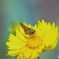 キバナコスモスに似た花、、、。