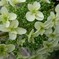 カシワバアジサイ(柏葉紫陽花）