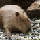 いつぞやのカピバラ