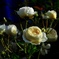 薔薇６